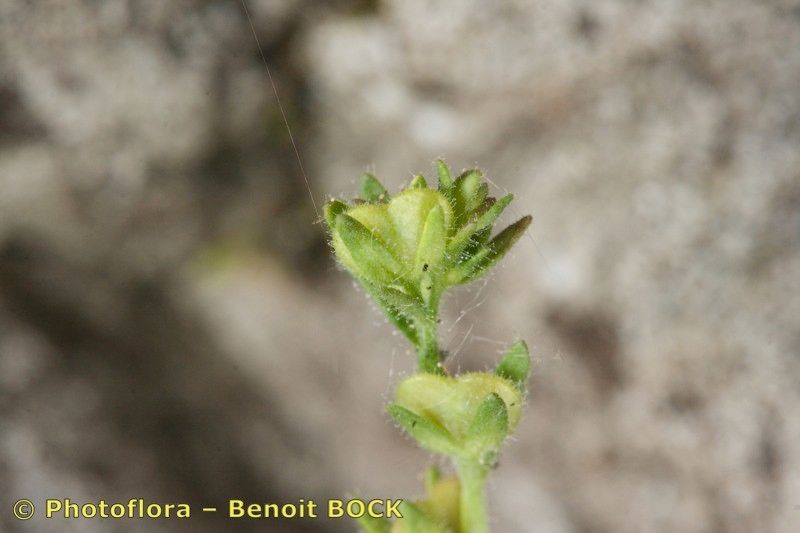 Taken Aug 15, 2009 by Photoflora - Benoit BOCK (©)