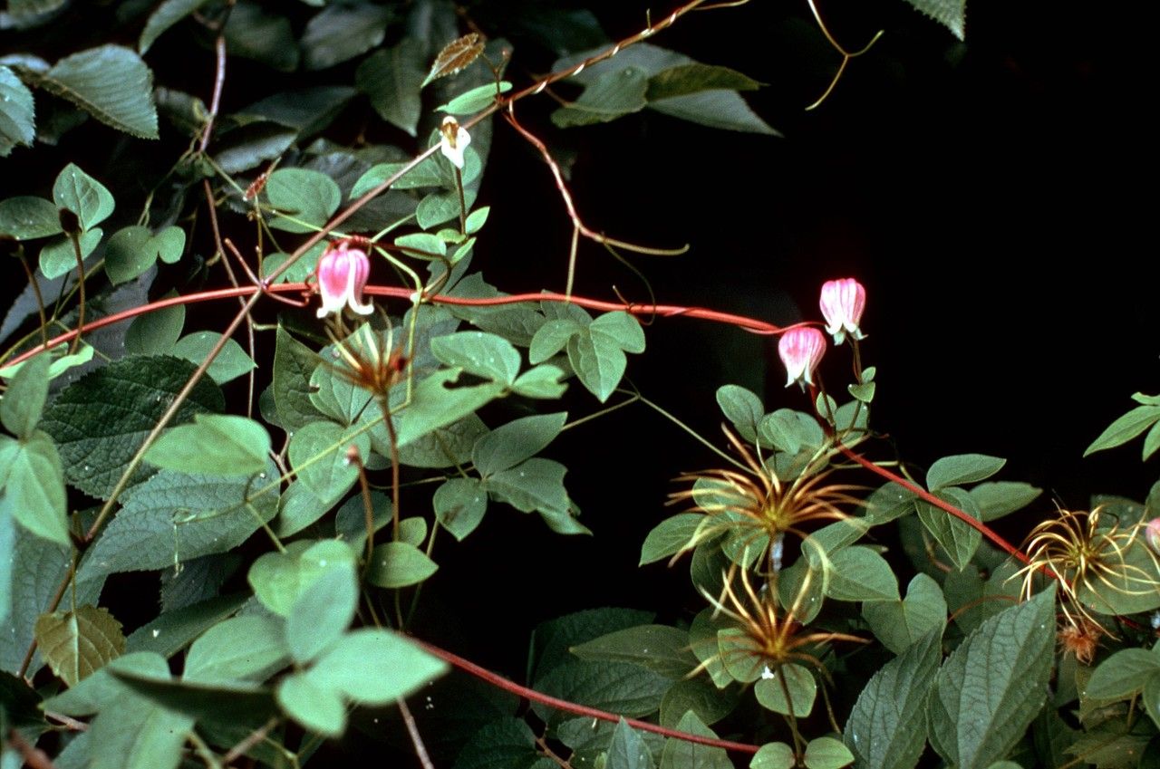 Taken Jan 1, 1900 by EOL − WVU Herbarium (cc-by-nc-sa)