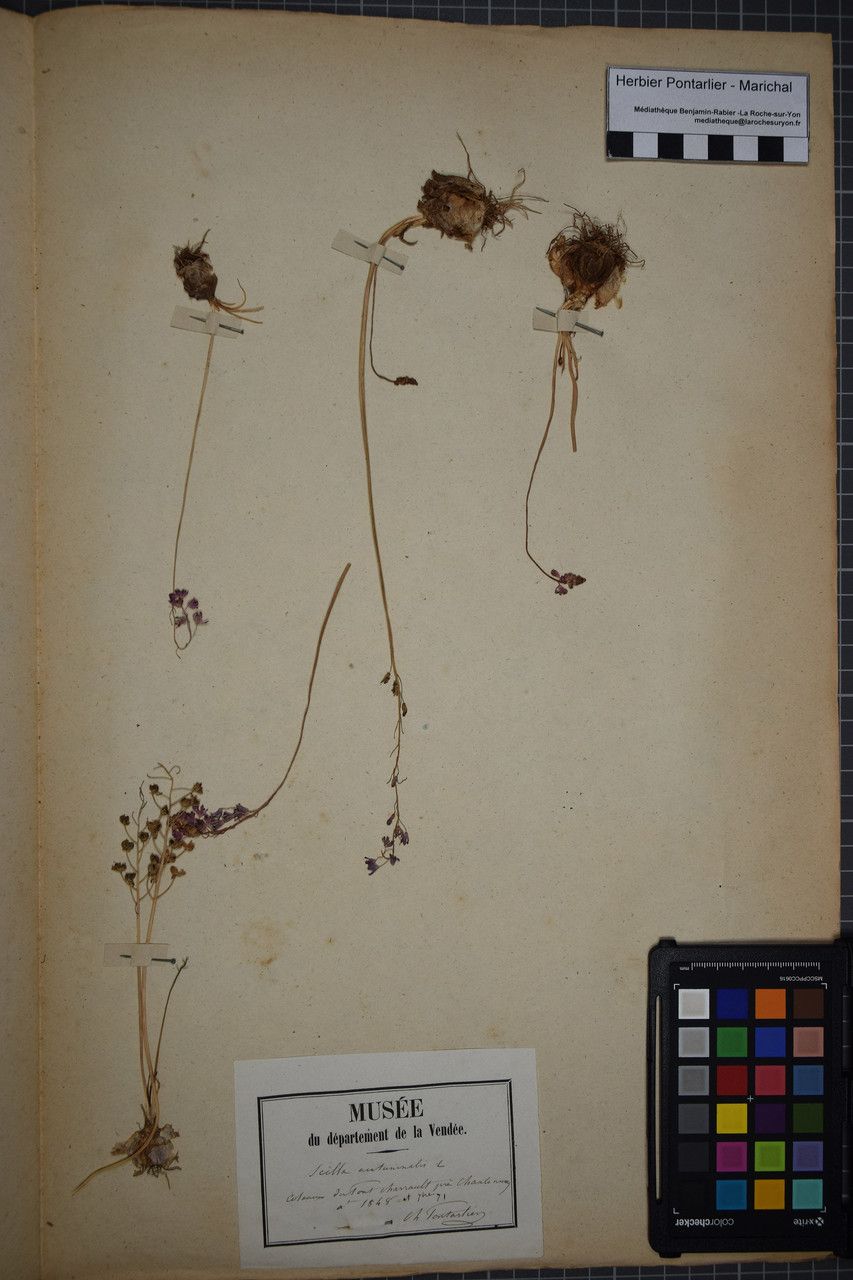 Taken Jul 31, 1848 by Tela Botanica − Herbier PONTARLIER-MARICHAL (cc-by-sa)