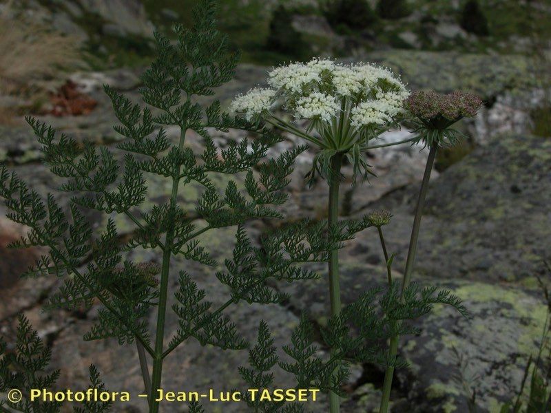 Taken Jul 15, 2003 by Photoflora - Jean-Luc TASSET (©)