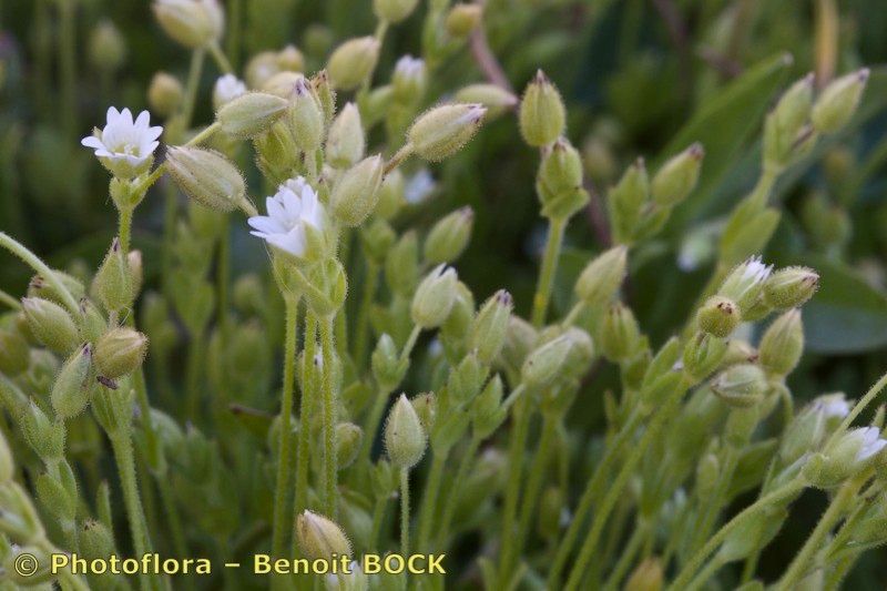 Taken Aug 15, 2014 by Photoflora - Benoit BOCK (©)