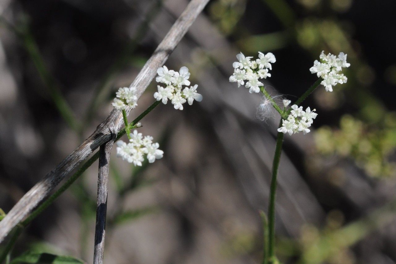 Taken Jul 17, 2014 by Tela Botanica − Françoise CARLE (cc-by-sa)