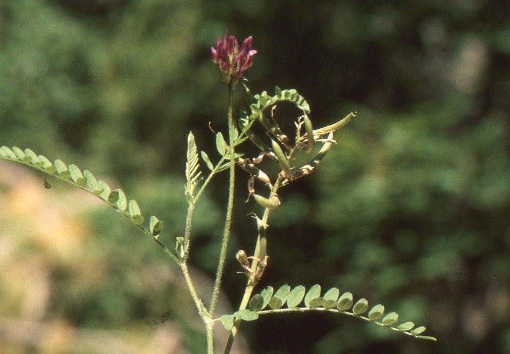 Taken Jun 24, 2000 by Tela Botanica − Liliane Roubaudi (cc-by-sa)