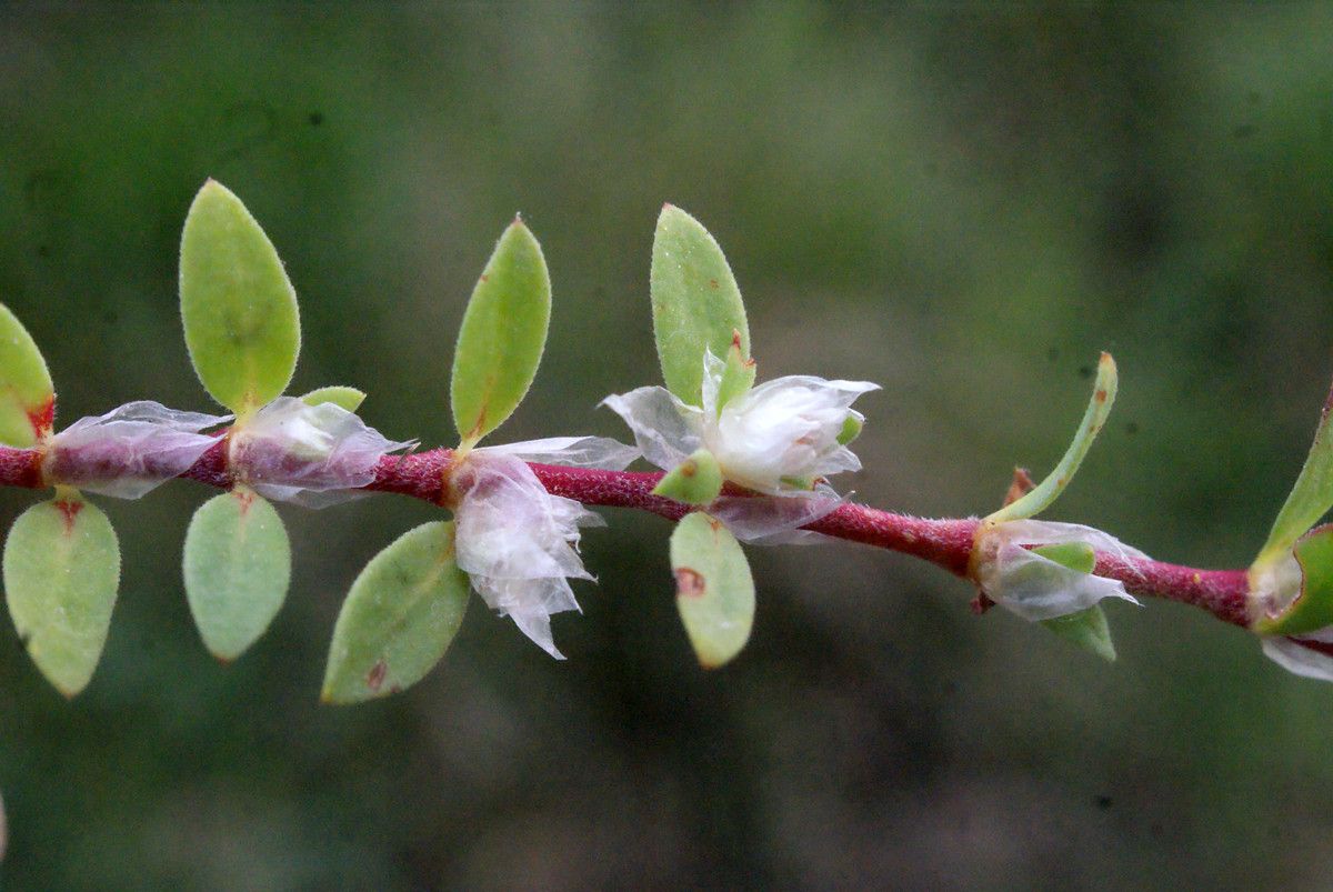 Taken Apr 7, 2015 by Tela Botanica − Liliane Roubaudi (cc-by-sa)