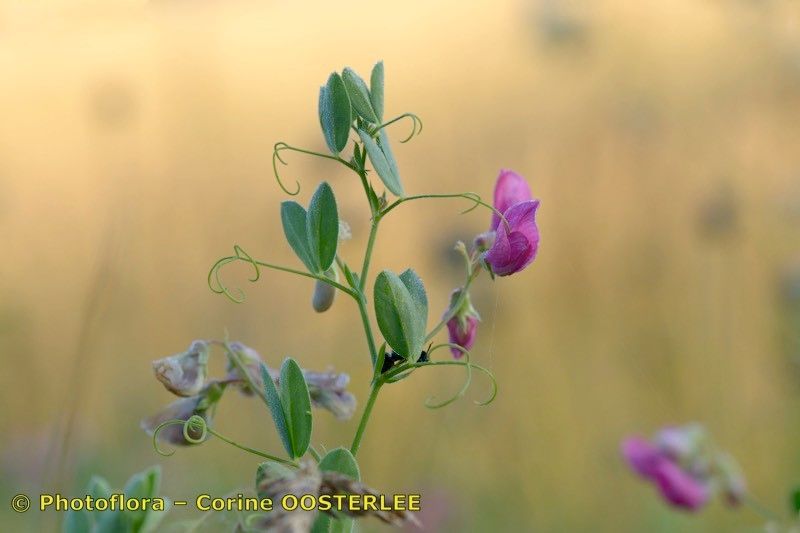 Taken Aug 15, 2018 by Photoflora - Corine OOSTERLEE (©)