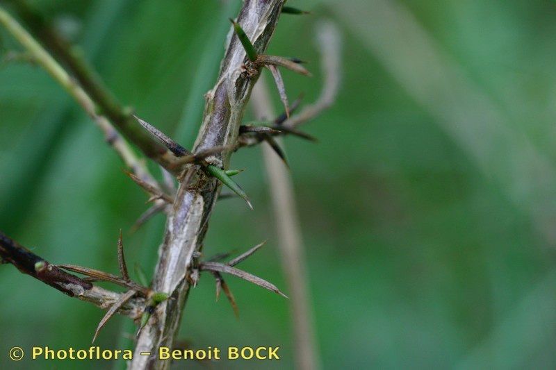 Taken Aug 15, 2006 by Photoflora - Benoit BOCK (©)