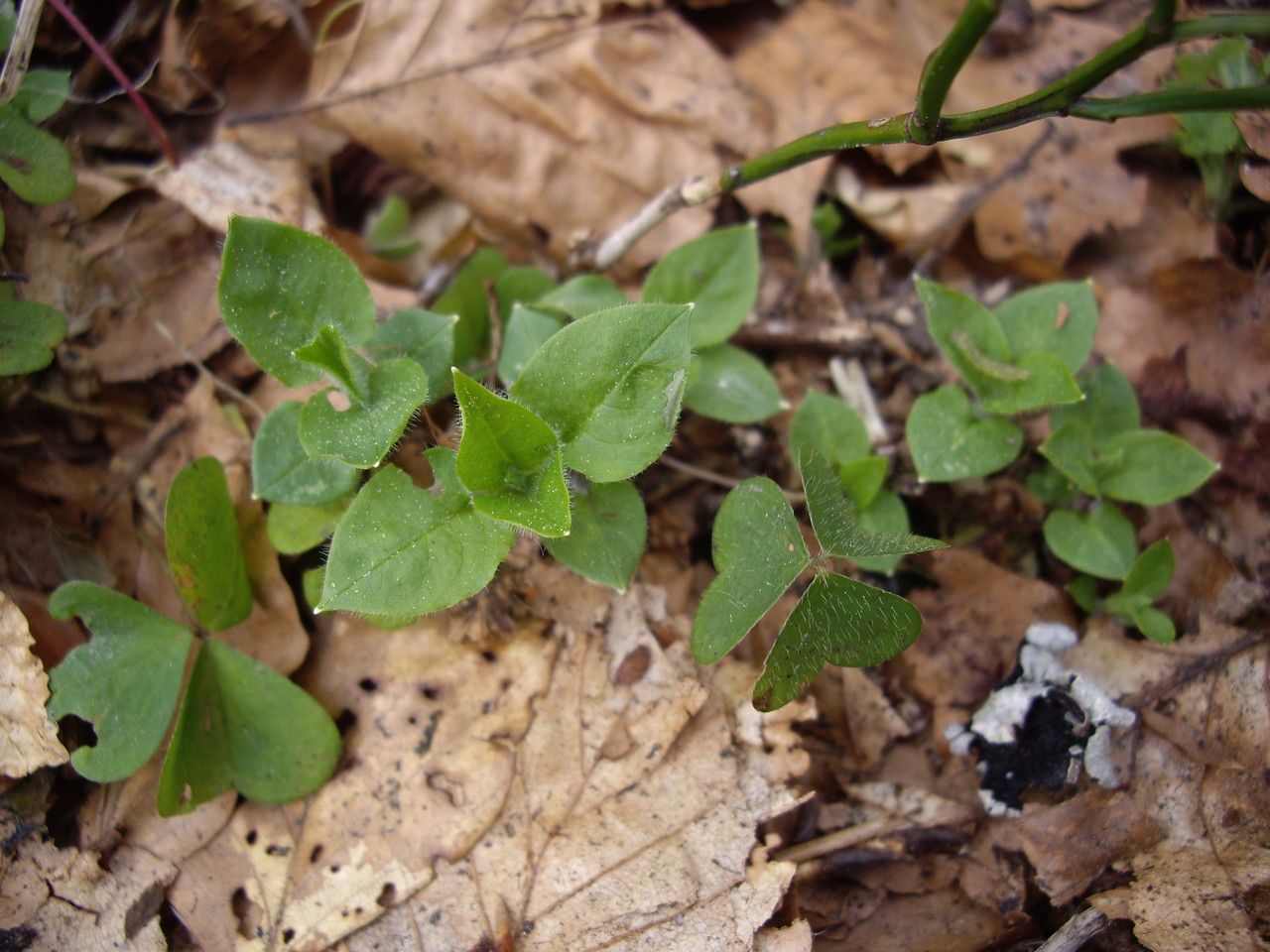 Taken Apr 25, 2014 by Tela Botanica − Mathilde DUVERGER (cc-by-sa)