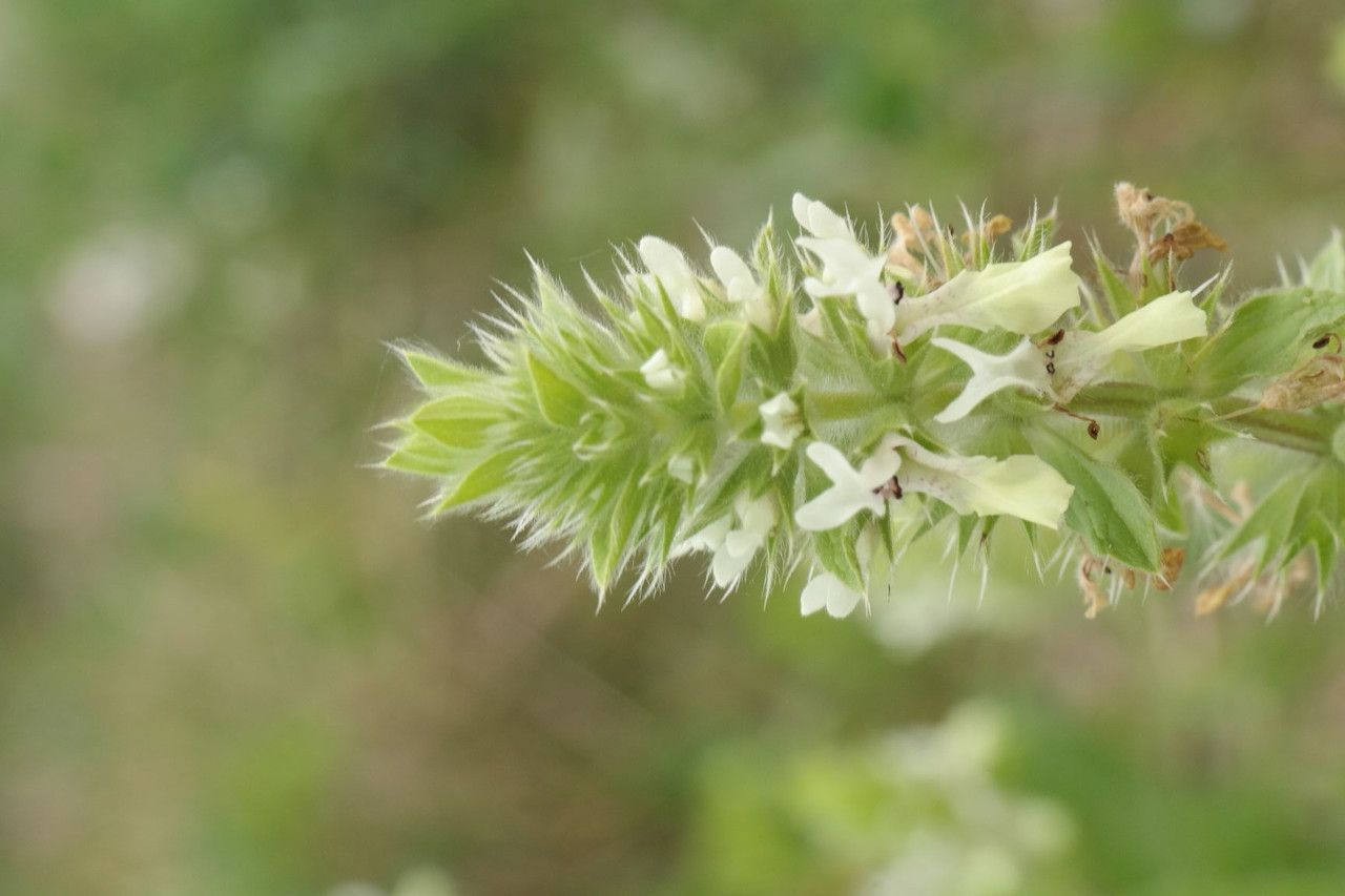 Taken Apr 21, 2015 by Tela Botanica − Hervé Goëau (cc-by-sa)