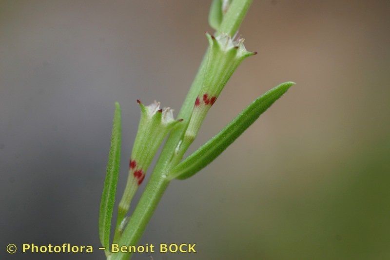 Taken Jul 15, 2006 by Photoflora - Benoit BOCK (©)