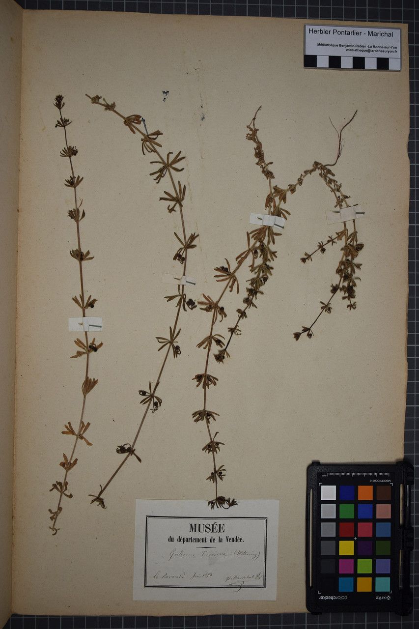 Taken May 31, 1853 by Tela Botanica − Herbier PONTARLIER-MARICHAL (cc-by-sa)