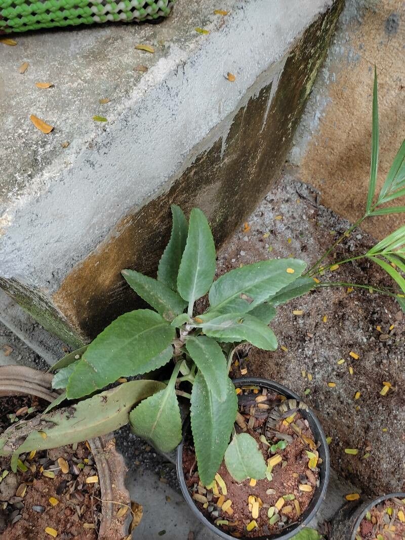 kalanchoe gastonis bonnieri