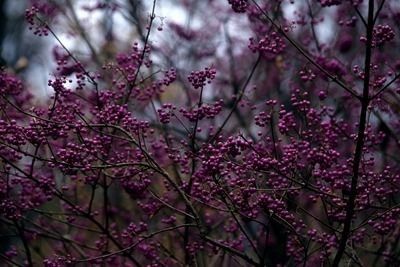 Taken Nov 16, 2009 by EOL − Chicago Botanic Garden 2009 (cc-by-nc-sa)