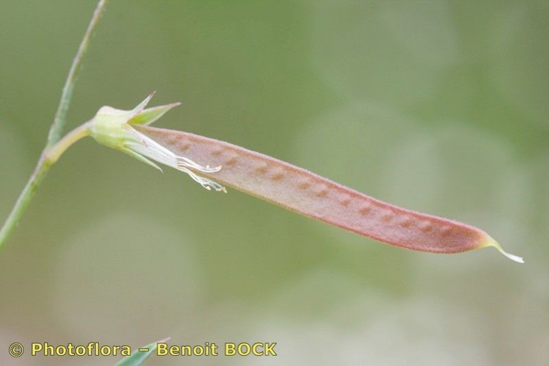 Taken Apr 15, 2009 by Photoflora - Benoit BOCK (©)