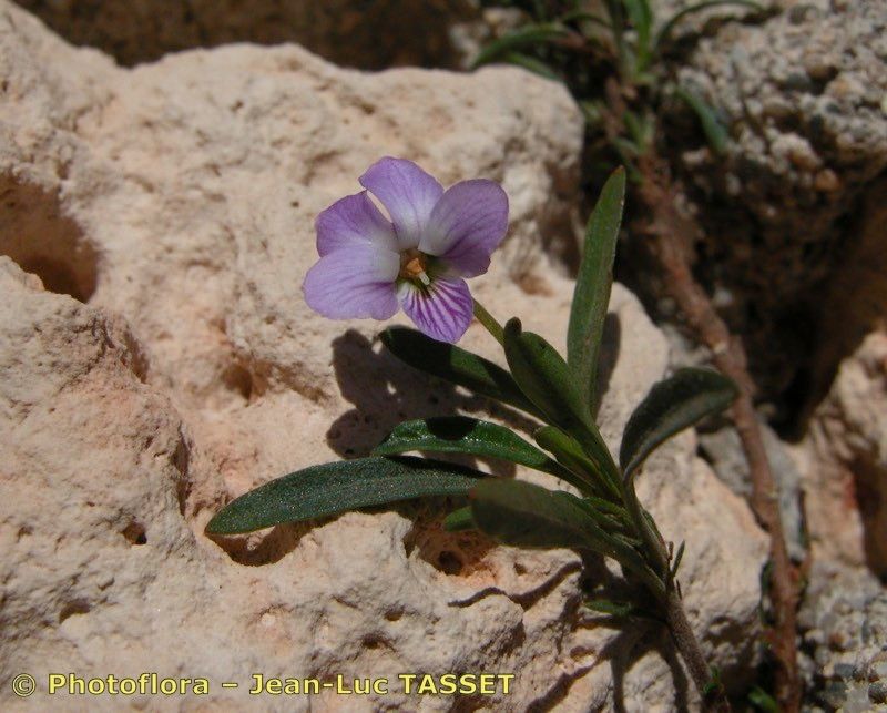 Taken Oct 15, 2003 by Photoflora - Jean-Luc TASSET (©)