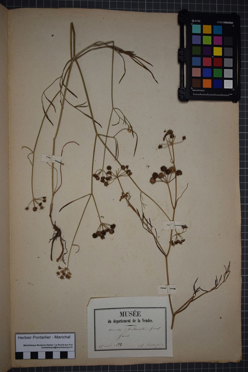 Taken Aug 14, 1877 by Tela Botanica − Herbier PONTARLIER-MARICHAL (cc-by-sa)