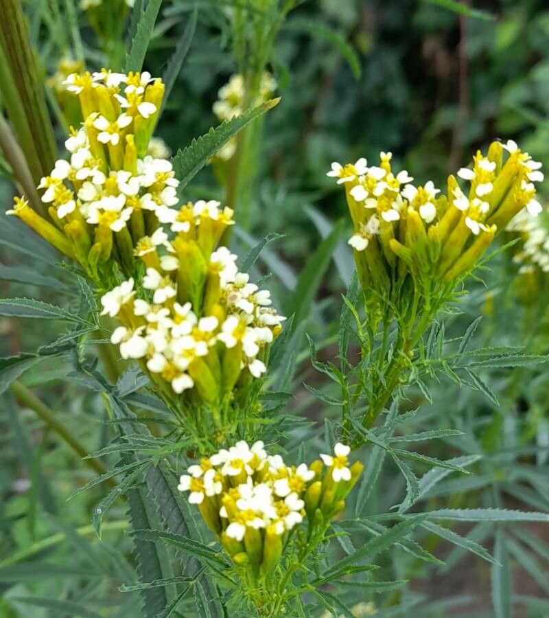 Tagetes minuta deals