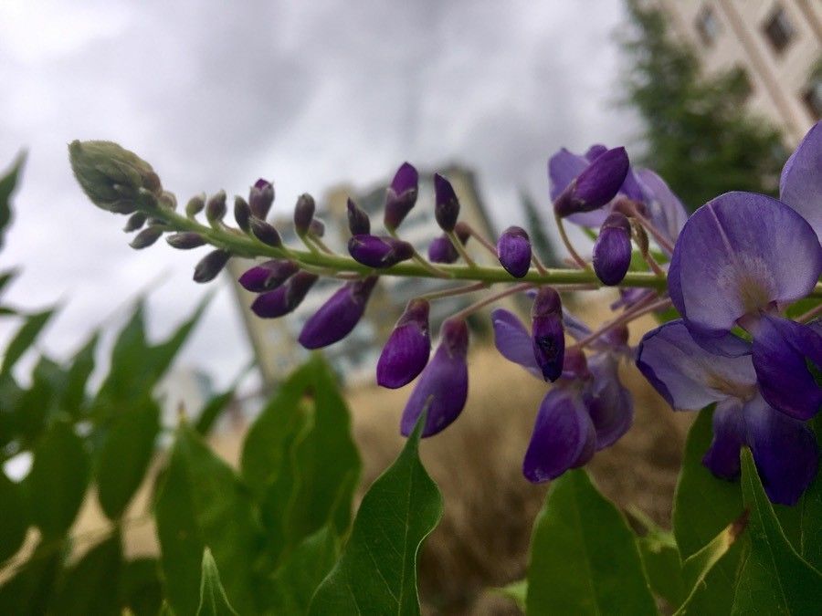 Glycine Sinensis