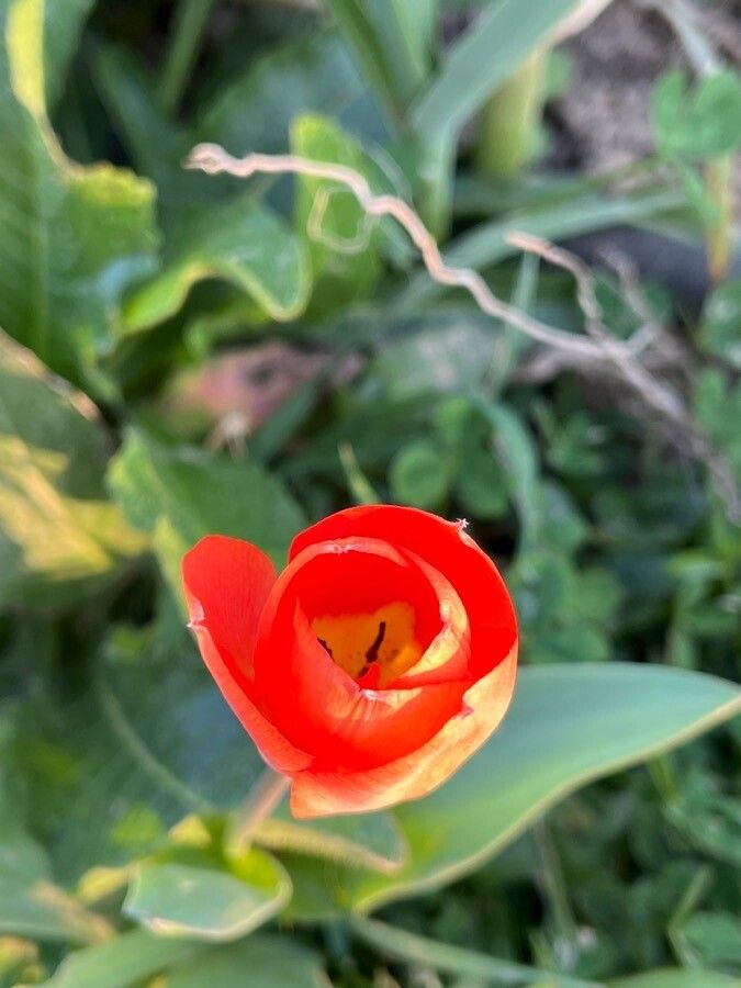 Tulipa agenensis DC.