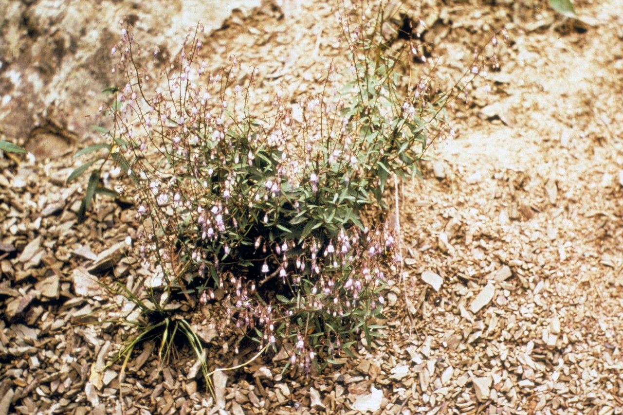 Taken Jan 1, 1900 by EOL − WVU Herbarium (cc-by-nc-sa)