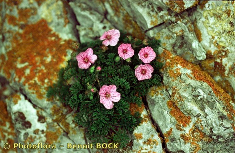 Taken Apr 15, 1998 by Photoflora - Benoit BOCK (©)