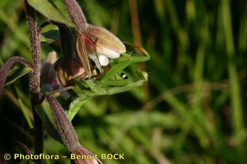 Taken Jul 15, 2005 by Photoflora - Benoit BOCK (©)