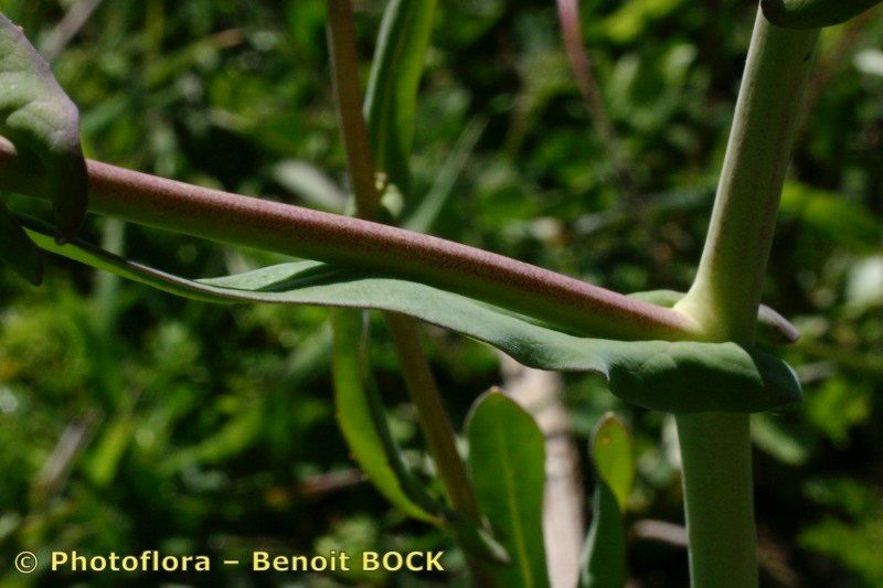 Taken Apr 15, 2004 by Photoflora - Benoit BOCK (©)