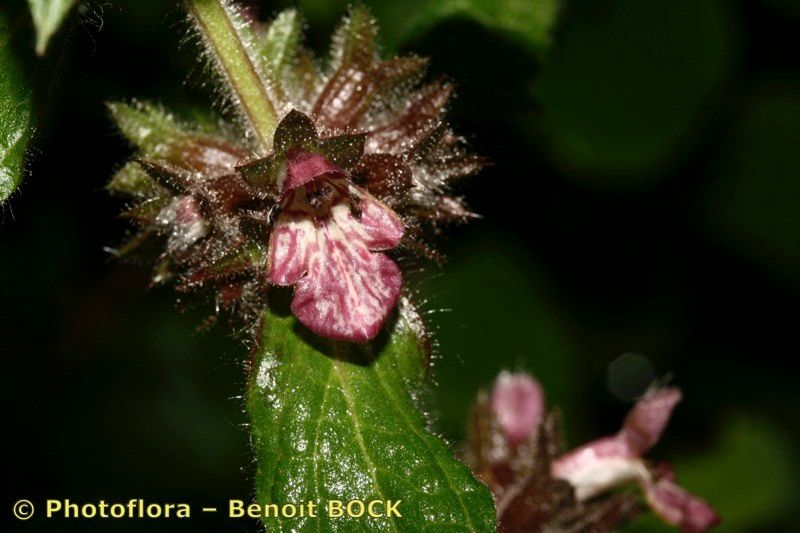 Taken Jul 15, 2007 by Photoflora - Benoit BOCK (©)