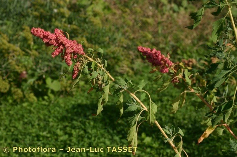 Taken Sep 15, 2005 by Photoflora - Jean-Luc TASSET (©)