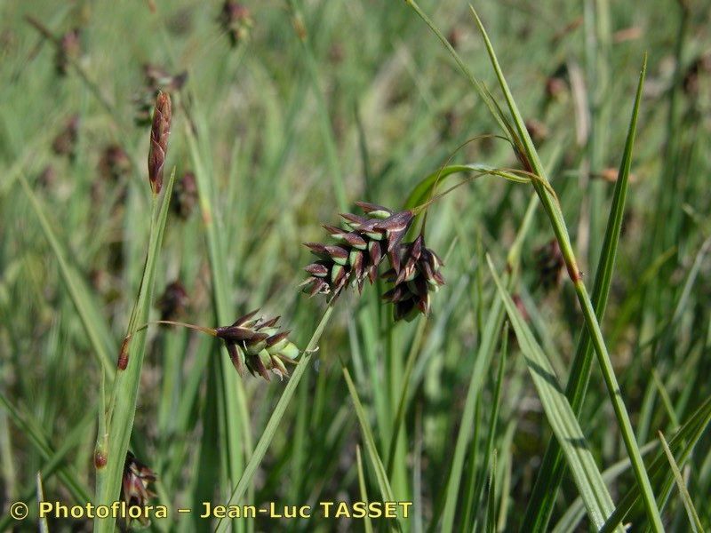 Taken Jul 15, 2003 by Photoflora - Jean-Luc TASSET (©)