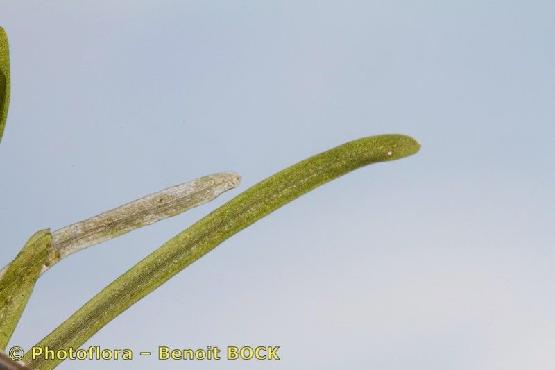 Taken Sep 15, 2018 by Photoflora - Benoit BOCK (©)