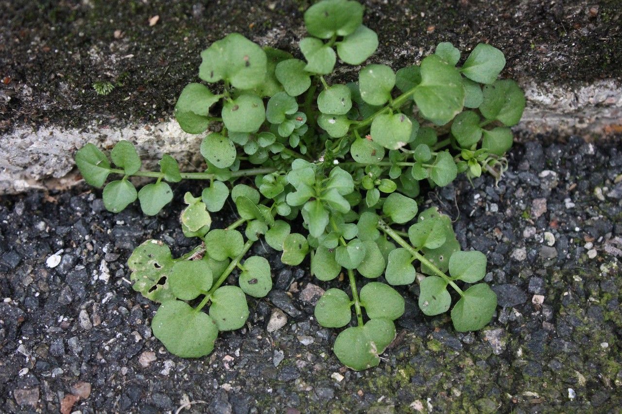 Common bittercress