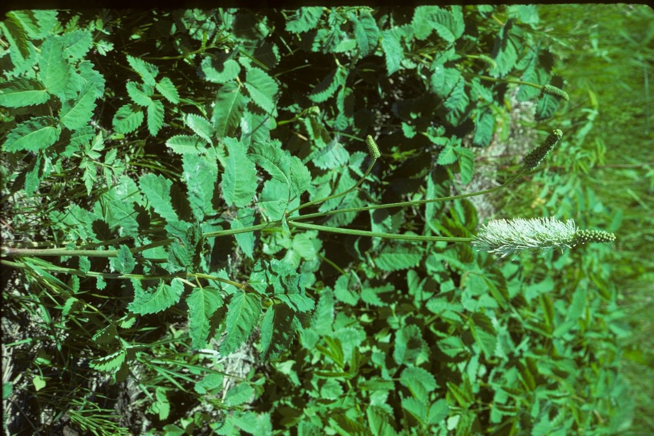 Taken Jan 1, 1900 by EOL − Smithsonian Institution, National Museum of Natural History, Department of Botany (cc-by-nc-sa)