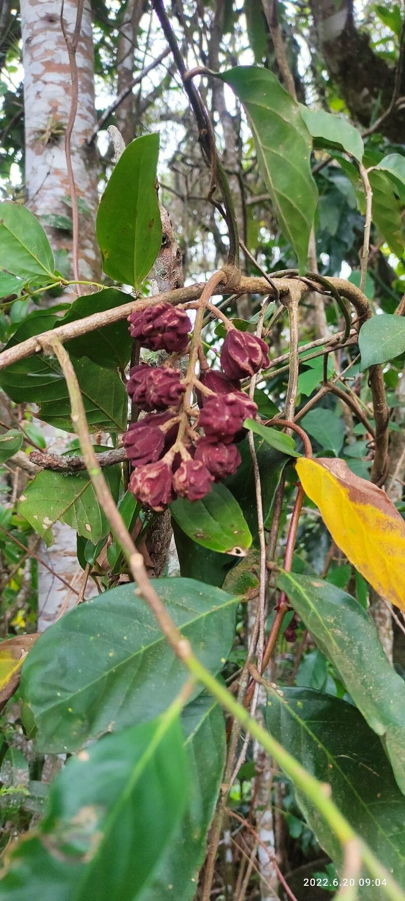 Guarea ciliata Al.Rodr. (World flora) - Pl@ntNet identify