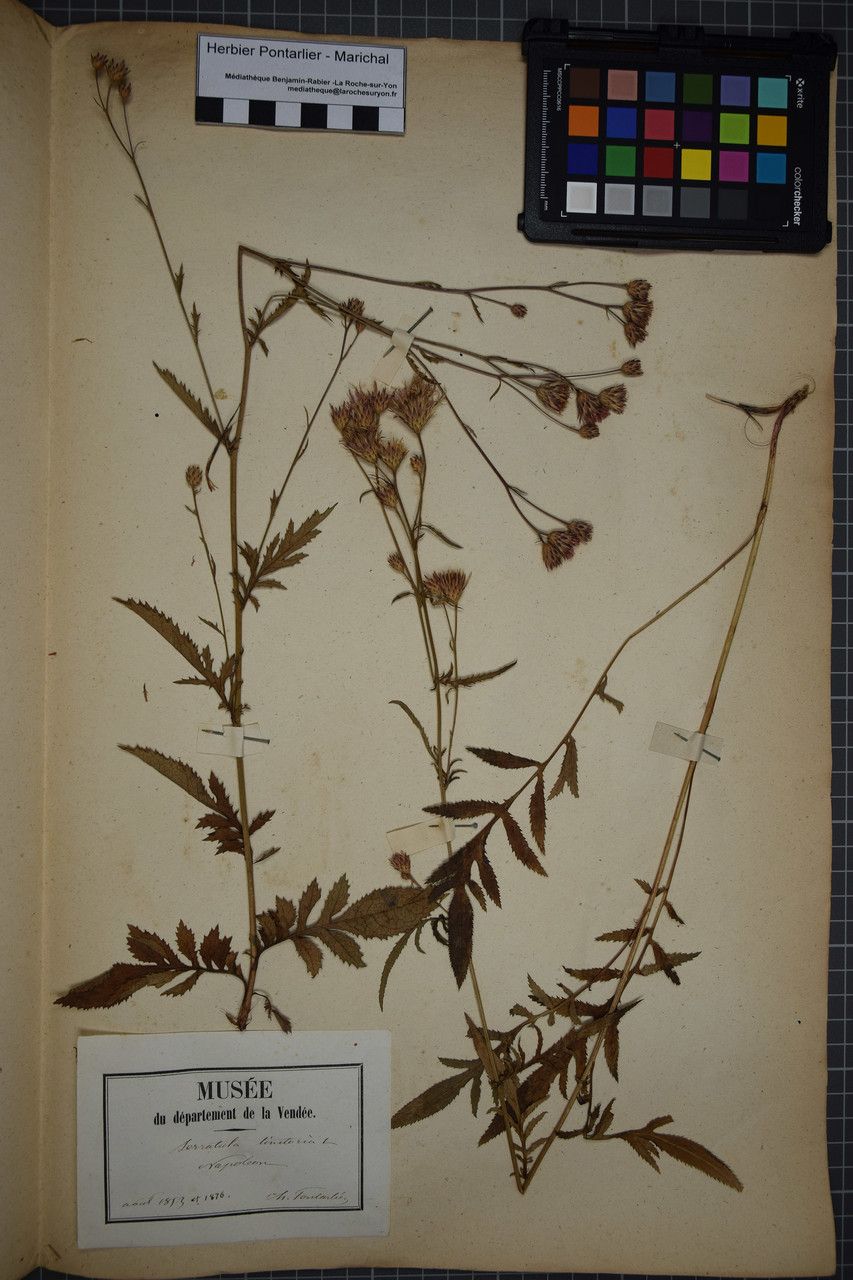 Taken Jul 31, 1853 by Tela Botanica − Herbier PONTARLIER-MARICHAL (cc-by-sa)