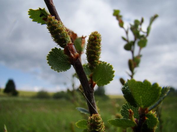 Taken Jun 23, 2009 by Tela Botanica − Claude FIGUREAU (cc-by-sa)