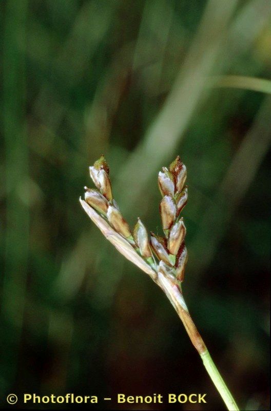 Taken Jul 15, 2002 by Photoflora - Benoit BOCK (©)