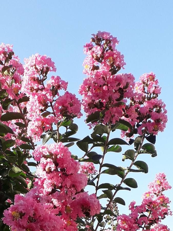 Lagerstroemia indica L., Árbol de Júpiter (Flora mundial) - Pl@ntNet  identify