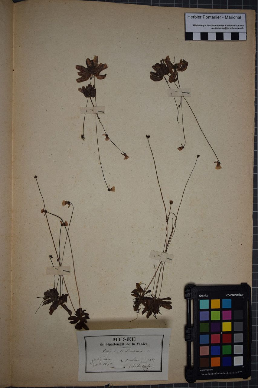 Taken May 31, 1880 by Tela Botanica − Herbier PONTARLIER-MARICHAL (cc-by-sa)