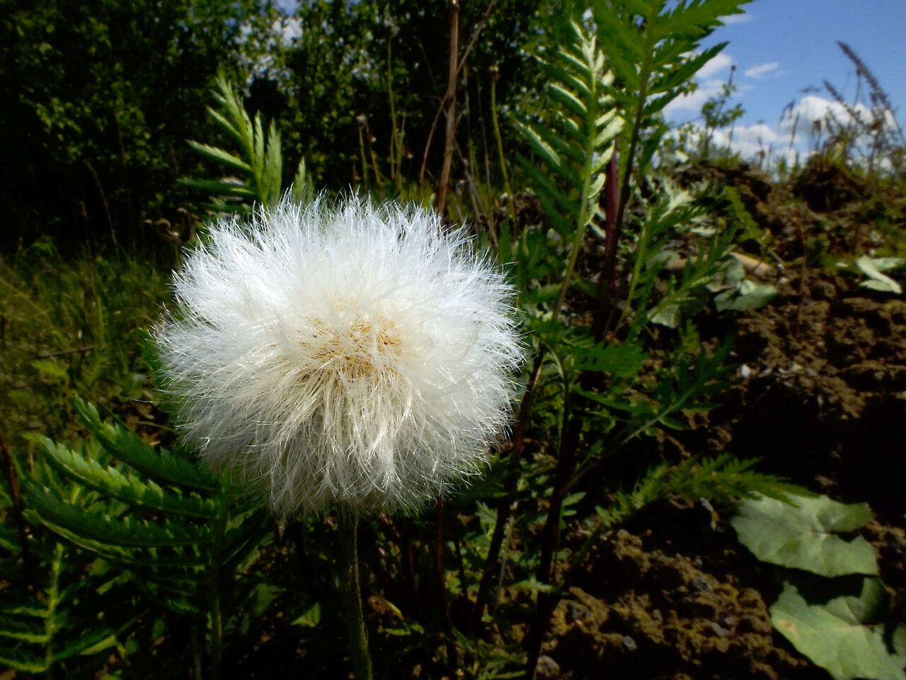 Taken May 24, 2020 by Andrzej Konstantynowicz (cc-by-sa)