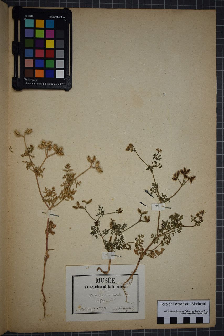 Taken Jun 30, 1849 by Tela Botanica − Herbier PONTARLIER-MARICHAL (cc-by-sa)