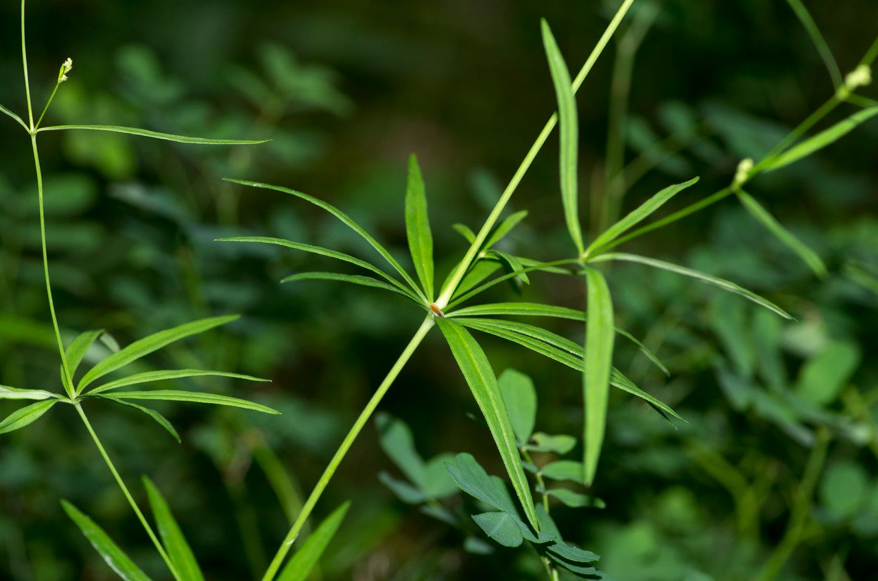 Taken Jun 19, 2015 by Tela Botanica − Jean-Jacques HOUDRÉ (cc-by-sa)