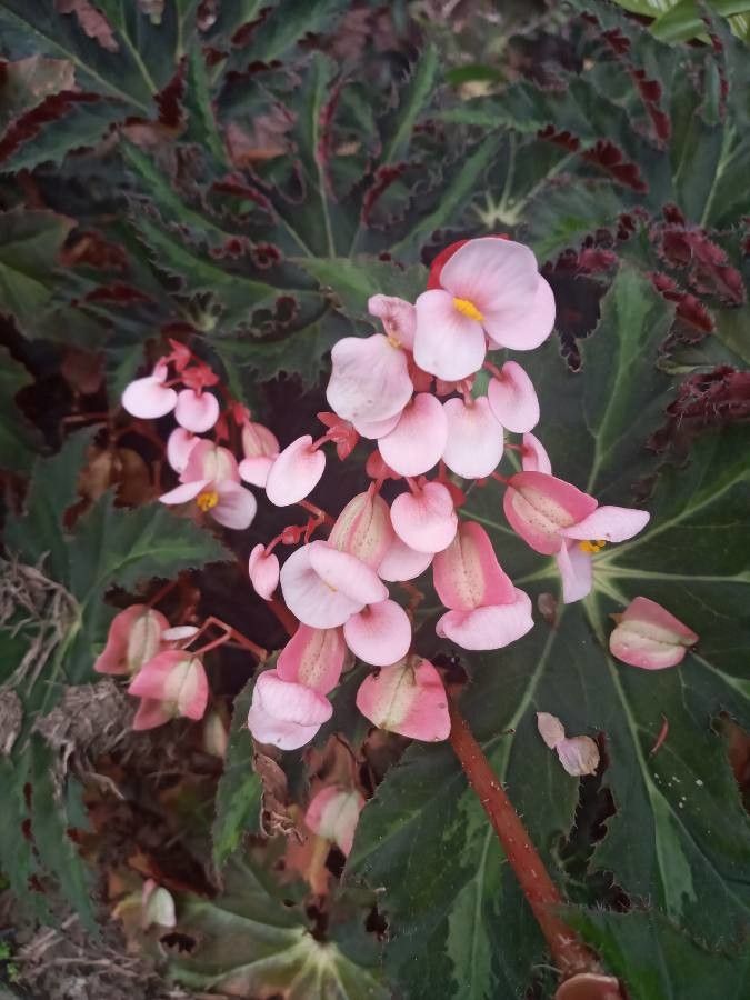 Observación: Begonia heracleifolia Cham. & Schltdl. (Déogratias NEPA 24 de  nov. de 2020) Flora mundial - Pl@ntNet identify