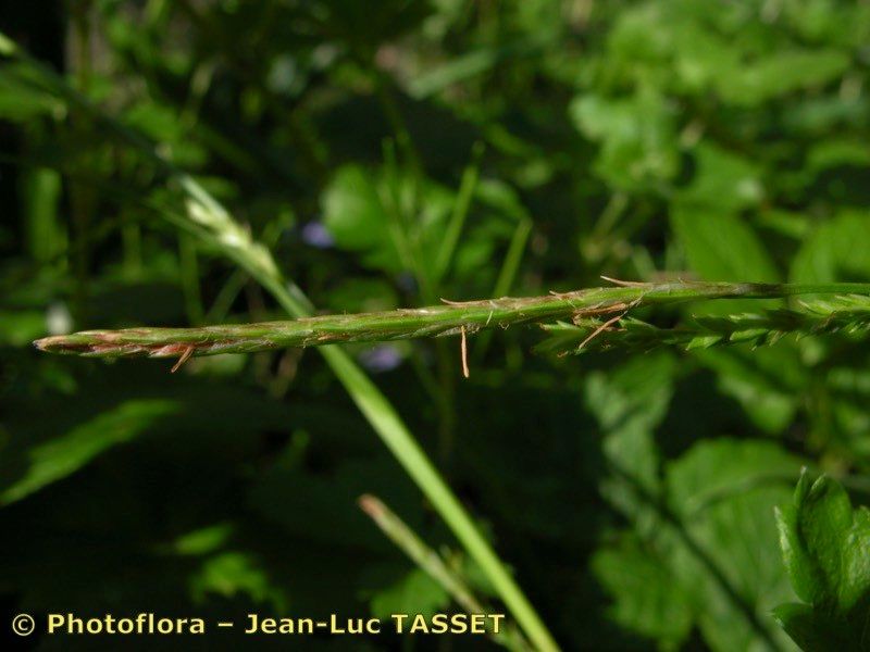 Taken May 15, 2004 by Photoflora - Jean-Luc TASSET (©)