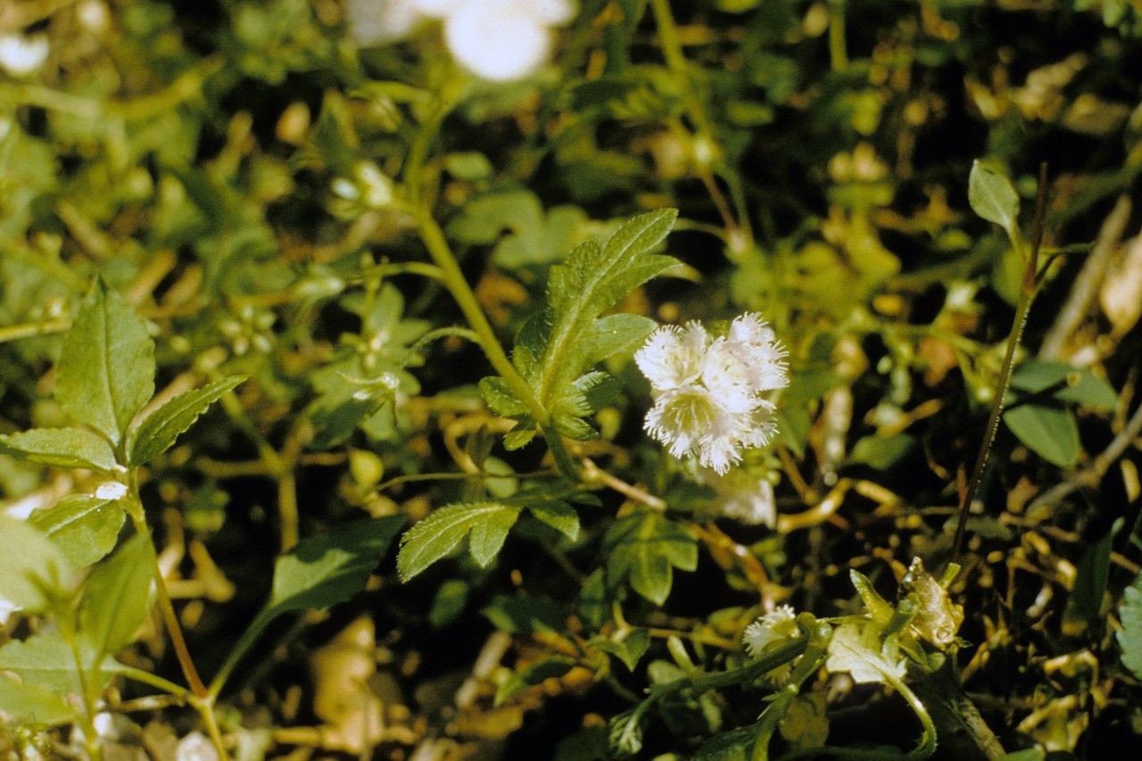 Taken Jan 1, 1900 by EOL − WVU Herbarium (cc-by-nc-sa)