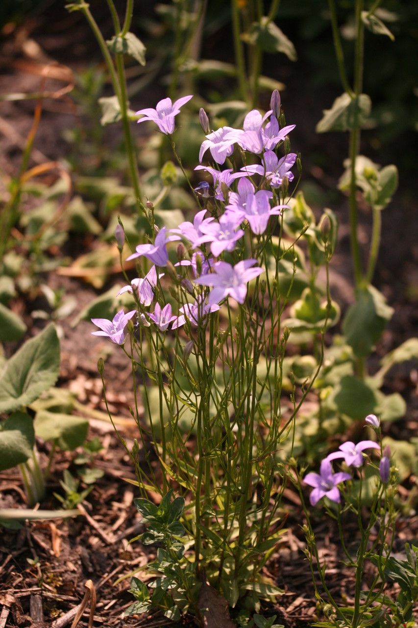 Spreading bellflower