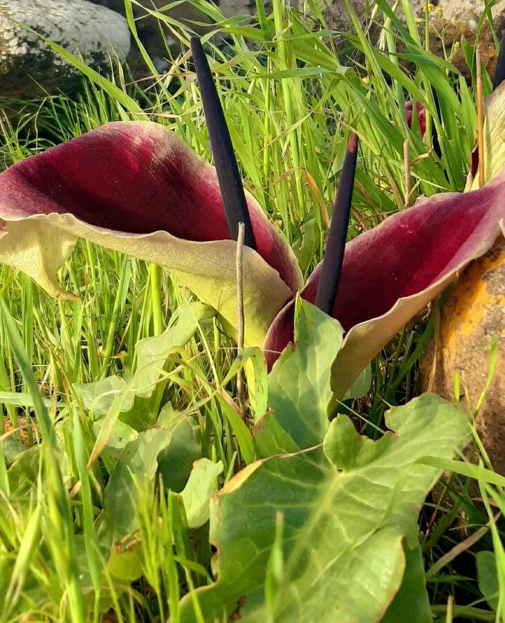 Dracunculus vulgaris Schott, Arum petit-dragon (Flore mondiale) - Pl@ntNet  identify