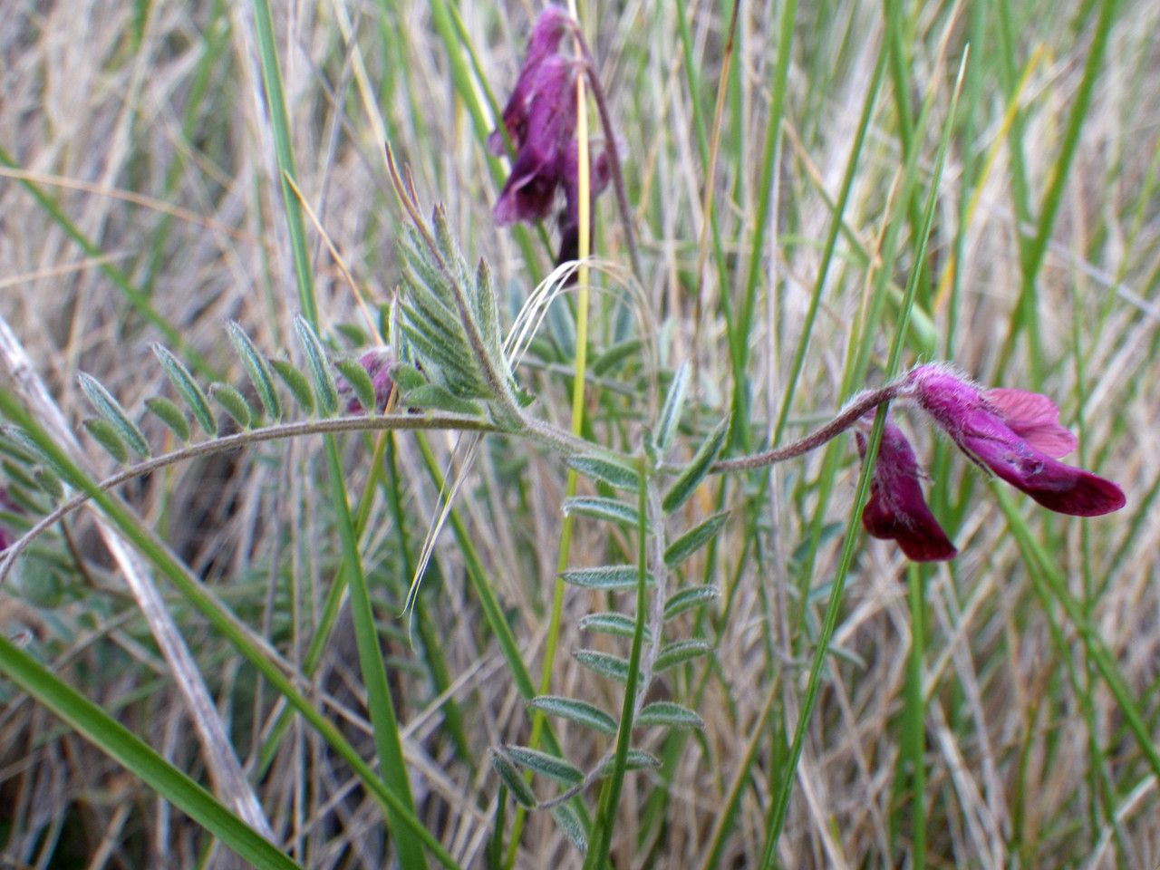 Taken May 1, 2017 by Tela Botanica − Liliane ROUBAUDI (cc-by-sa)