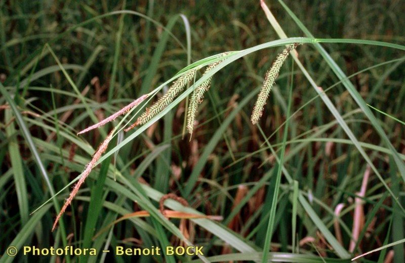 Taken Aug 15, 2000 by Photoflora - Benoit BOCK (©)