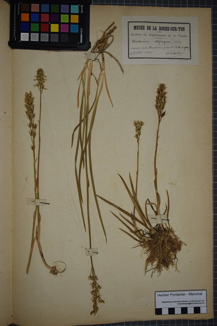 Taken Apr 6, 1875 by Tela Botanica − Herbier PONTARLIER-MARICHAL (cc-by-sa)