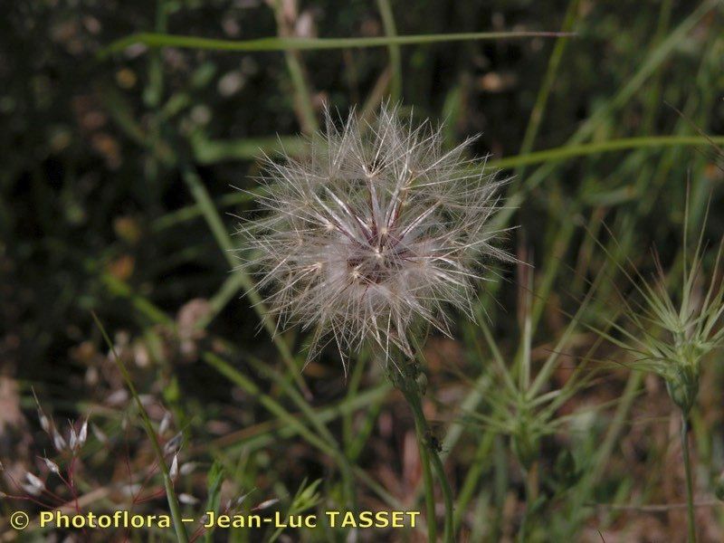 Taken May 15, 2003 by Photoflora - Jean-Luc TASSET (©)